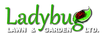 Ladybug Lawn & Garden